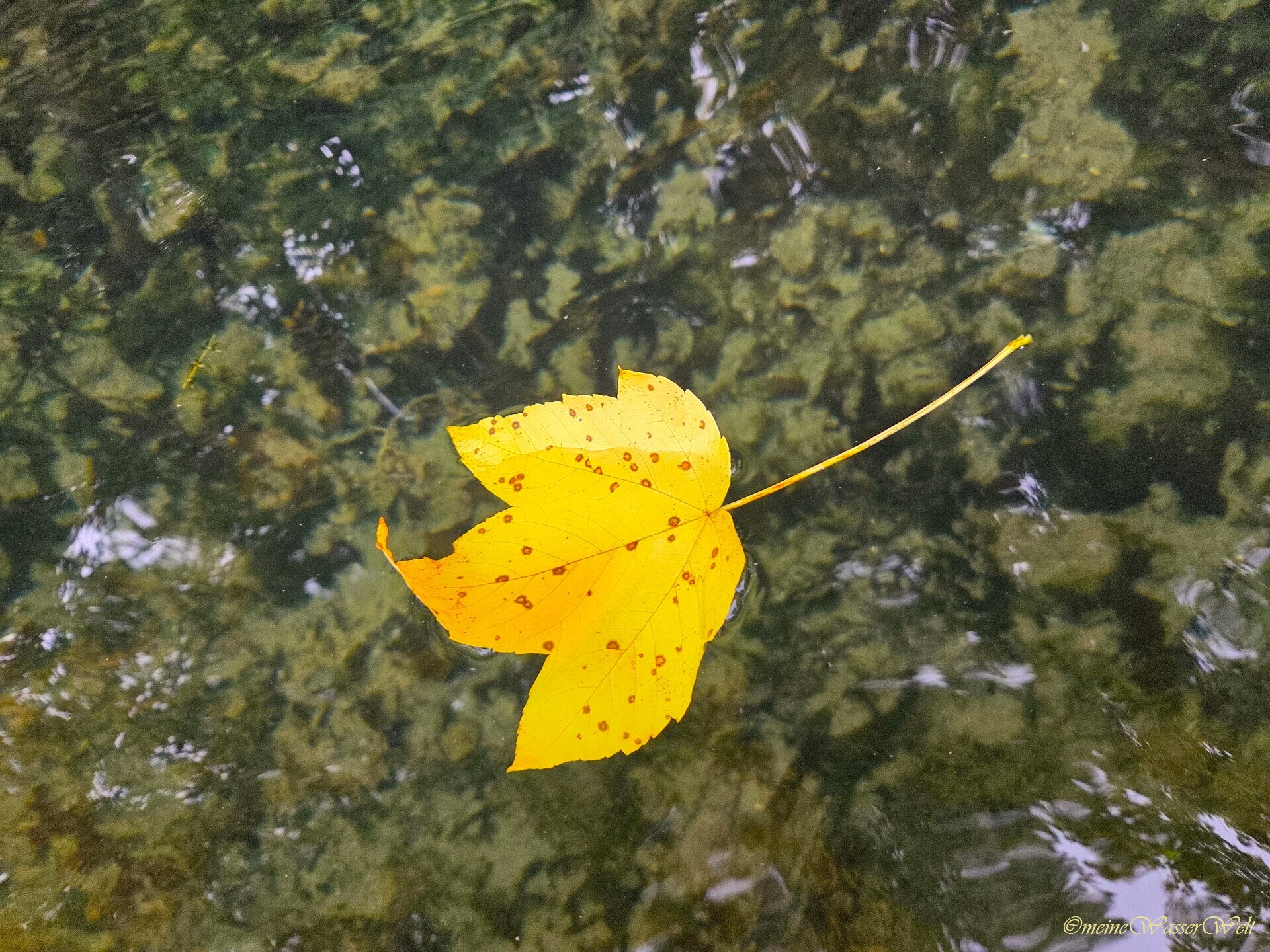 Herbst