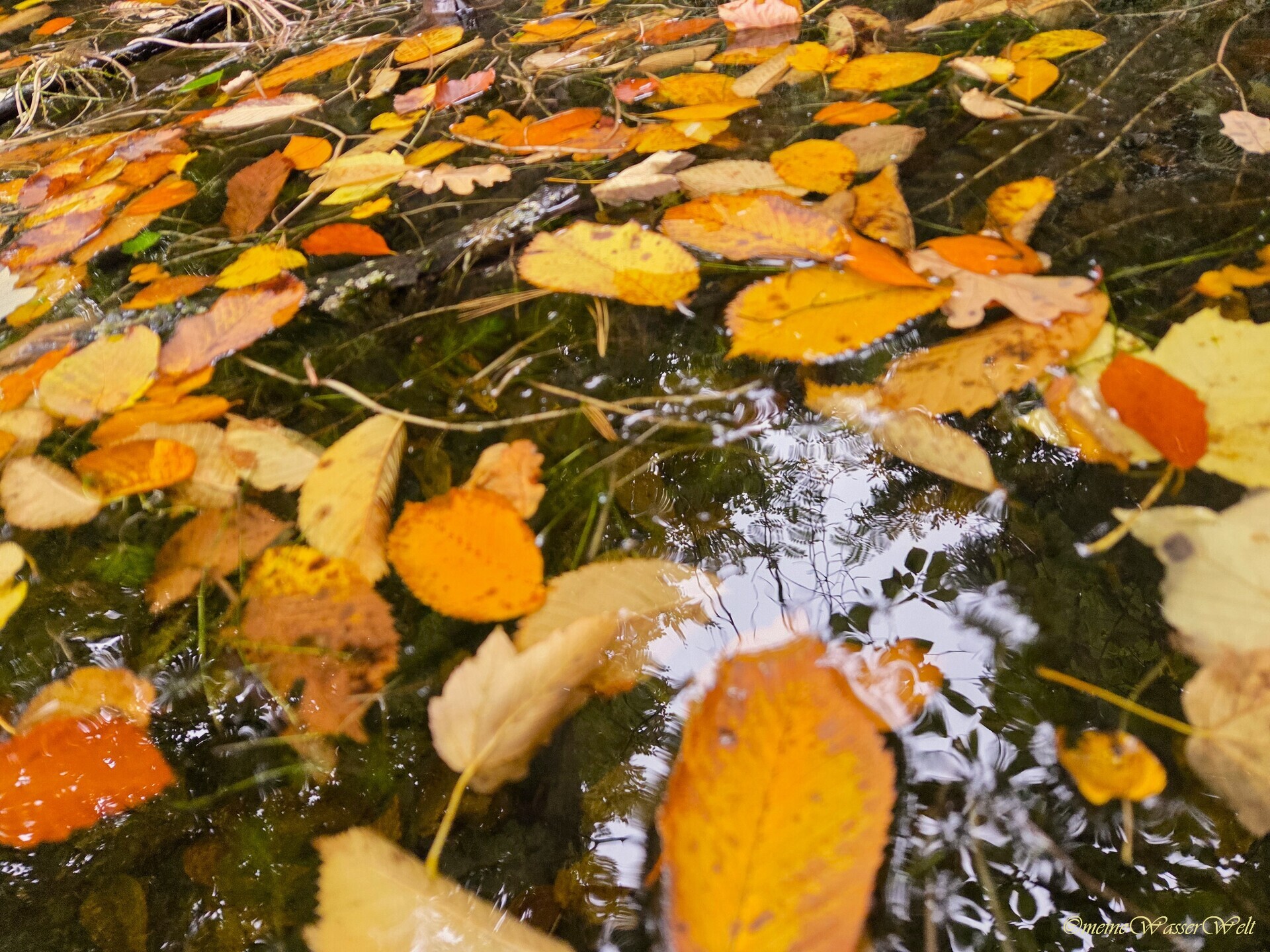 Herbst
