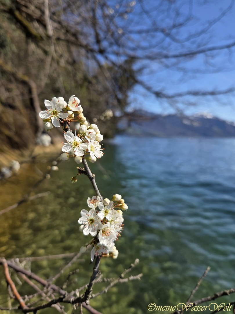Fr&uuml;hling