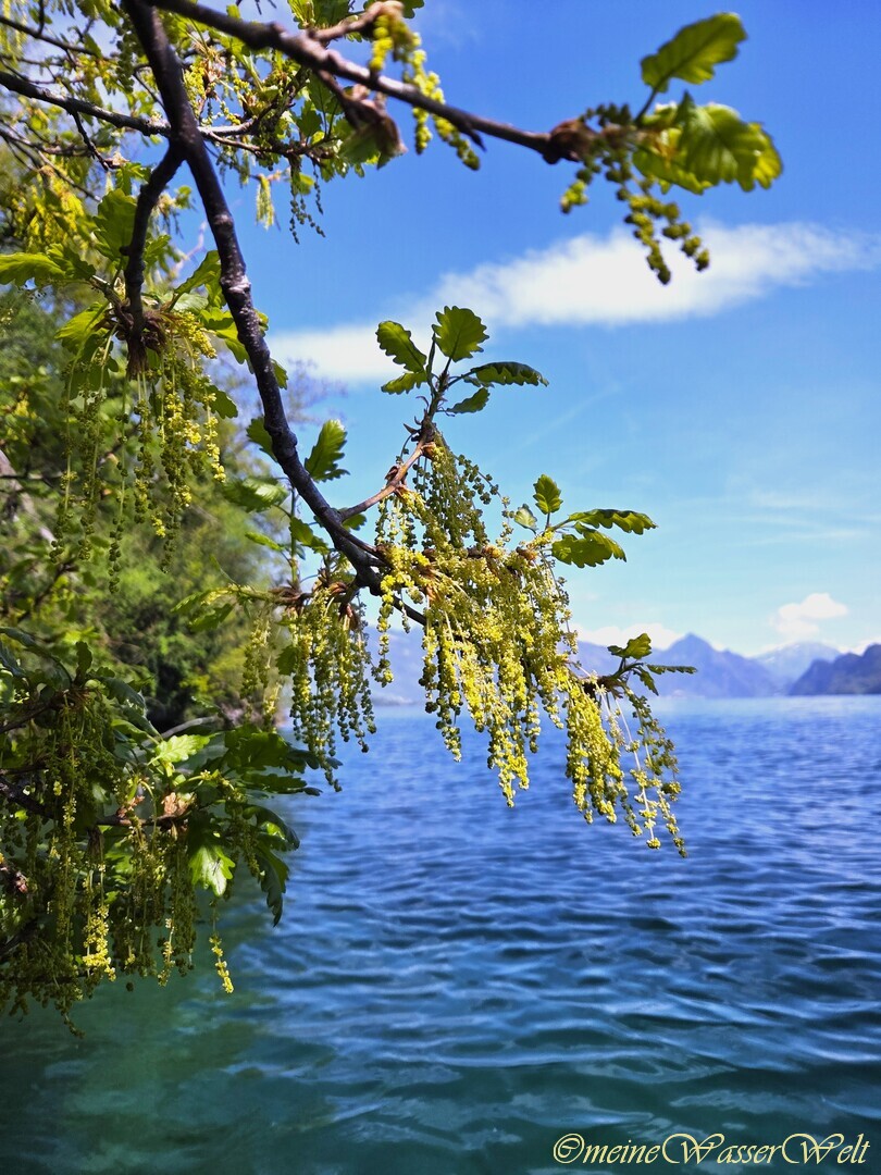 Fr&uuml;hling