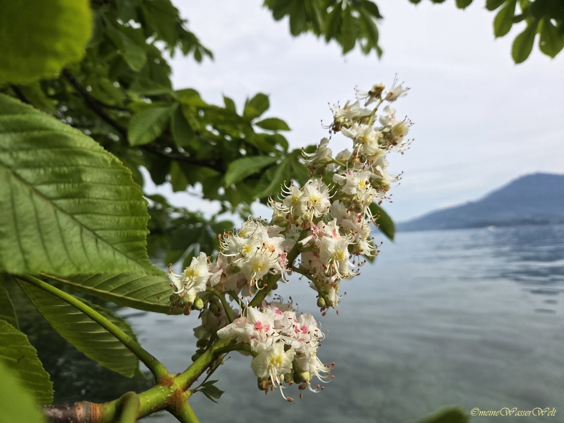 Fr&uuml;hling