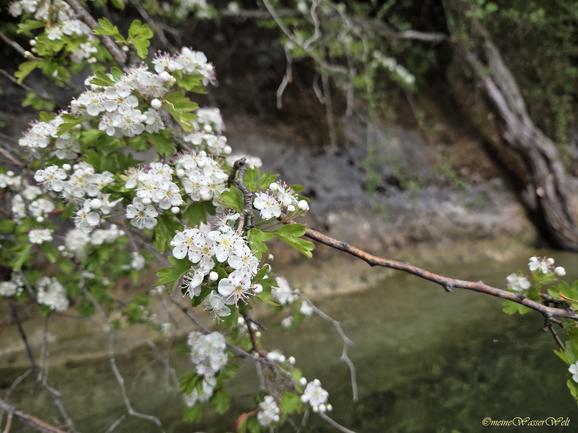Fr&uuml;hling