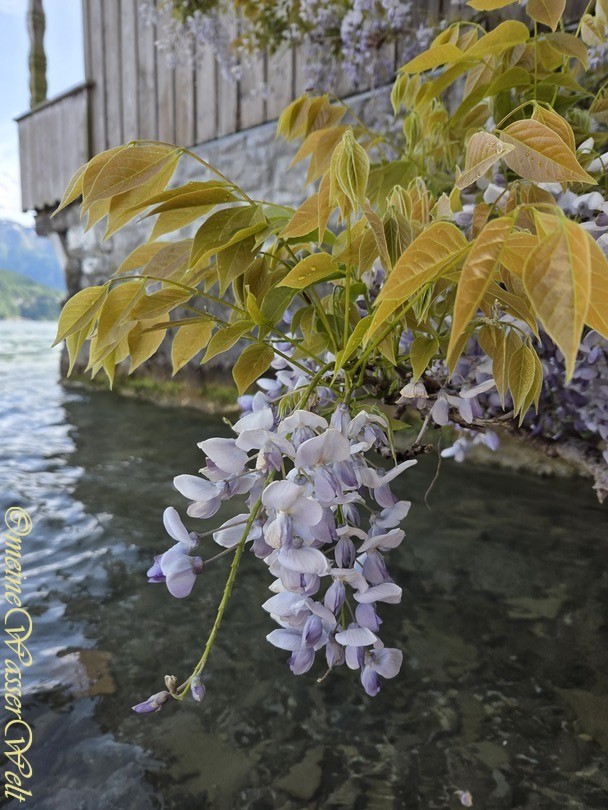 Fr&uuml;hling