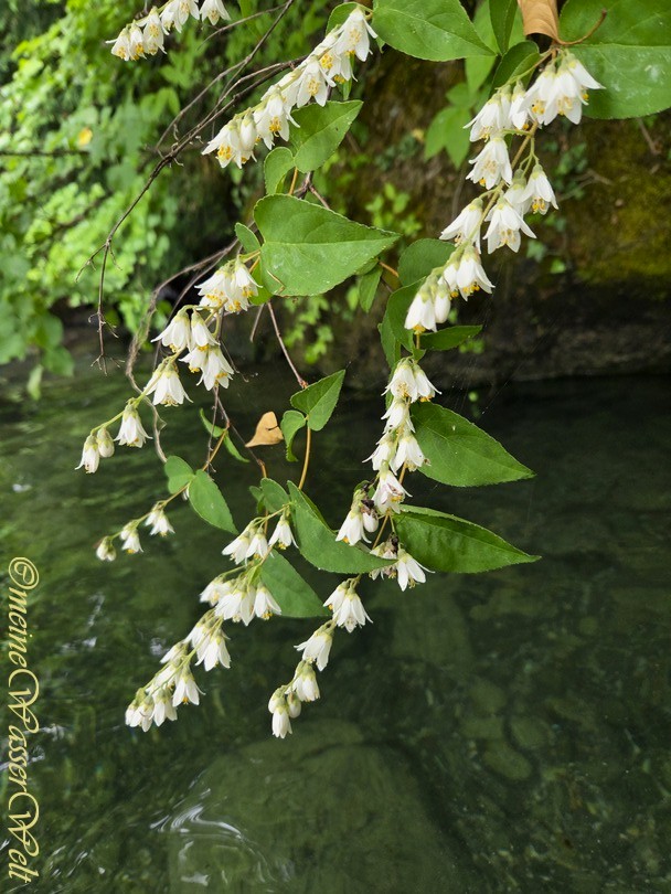 Fr&uuml;hling
