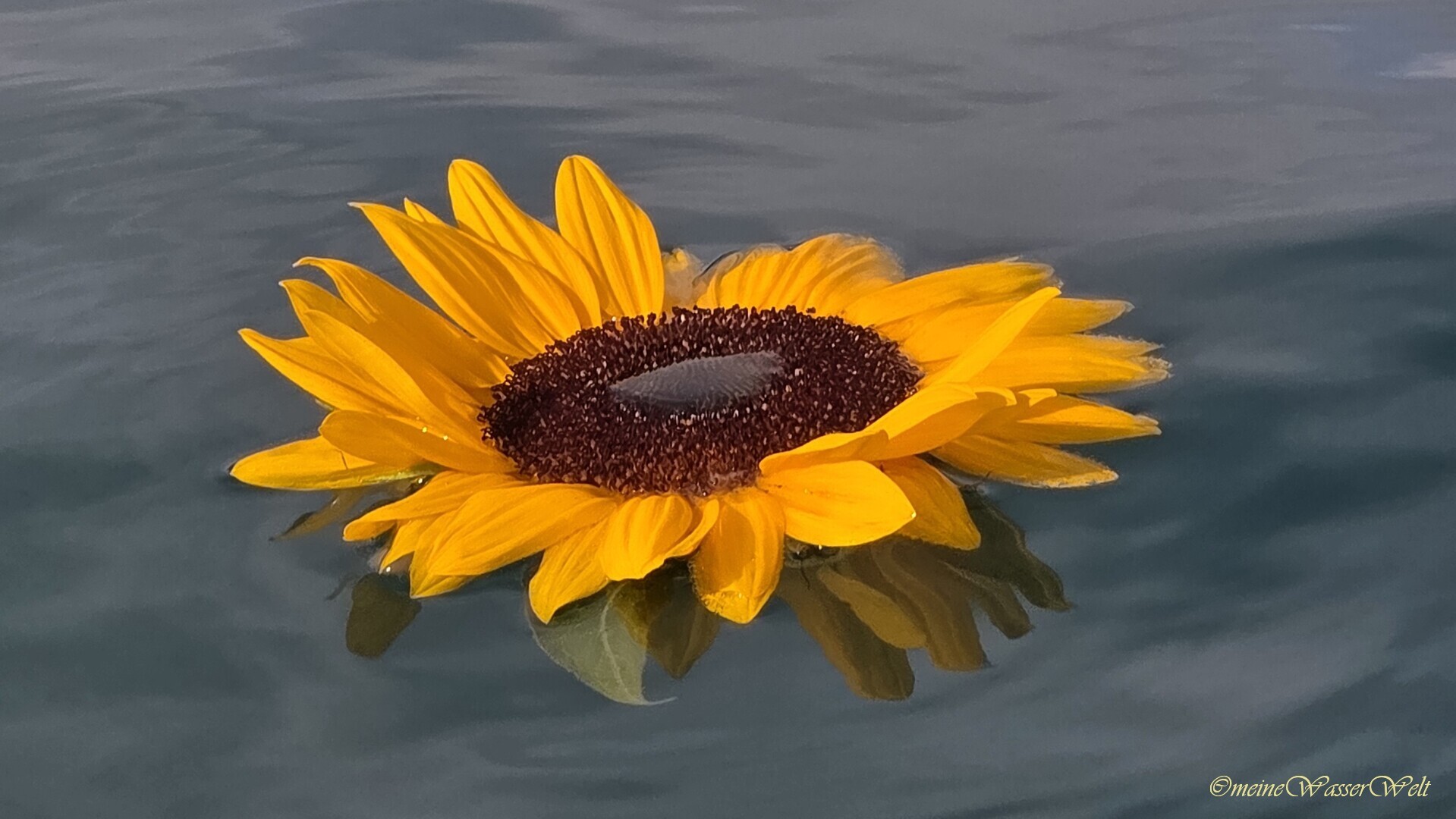 Solit&auml;re